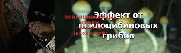 прущие грибы Алзамай